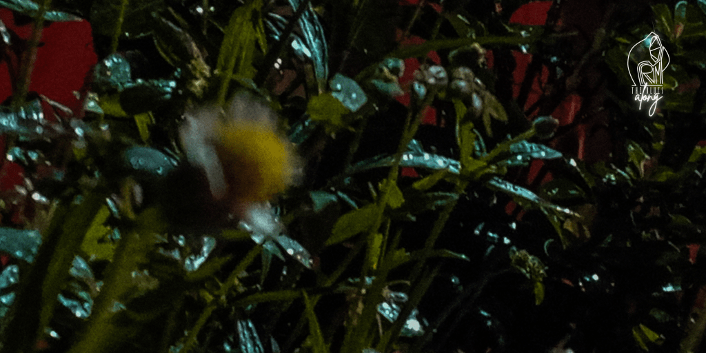 Stories Under The&nbsp;Moon